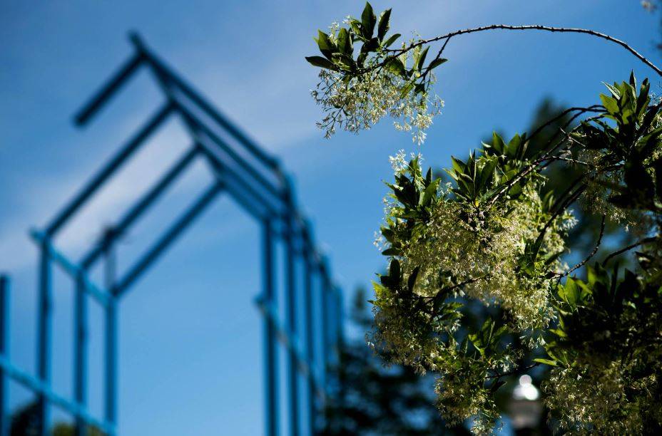 blue sculpture on Allendale campus in the background with blooming flower focused in the foreground